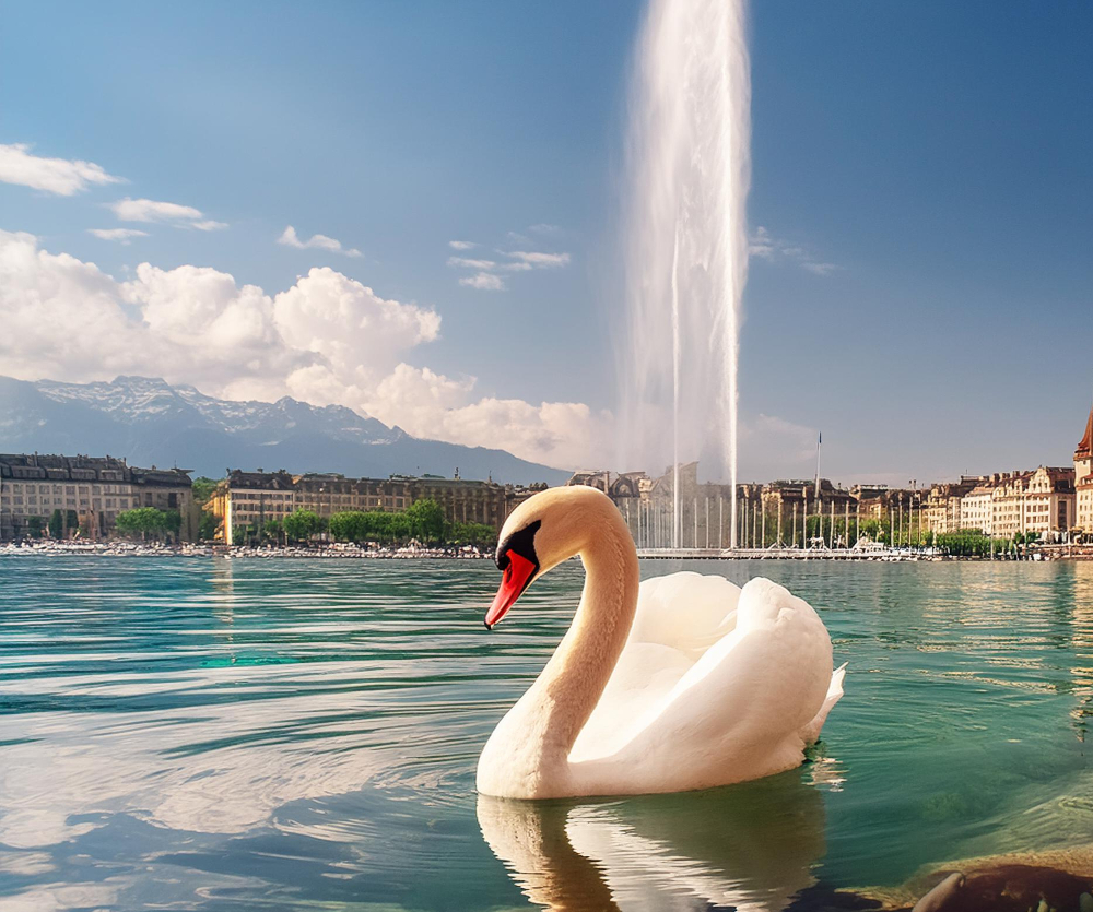 Swan on Lake Geneva with the Jet d'Eau